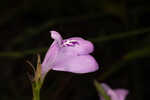 Thickleaf waterwillow